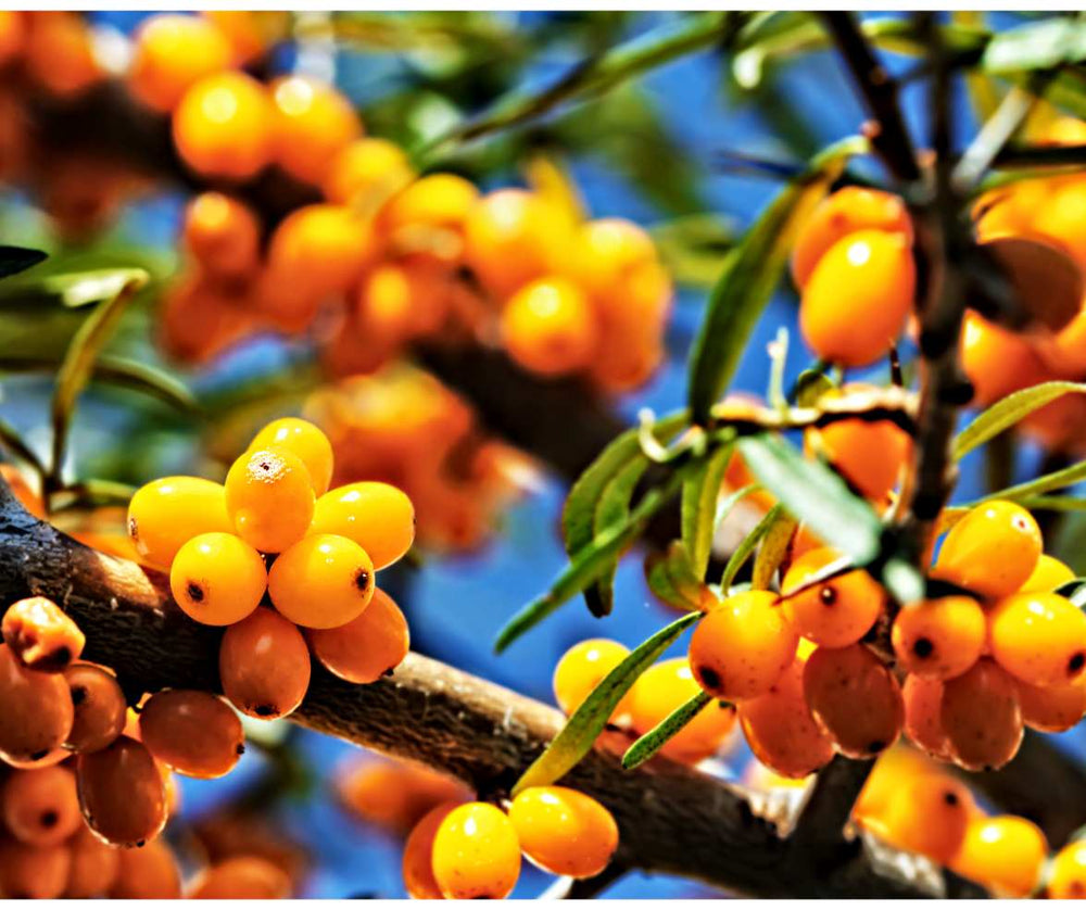 Seabuckthorn rich antioxidant skin repair