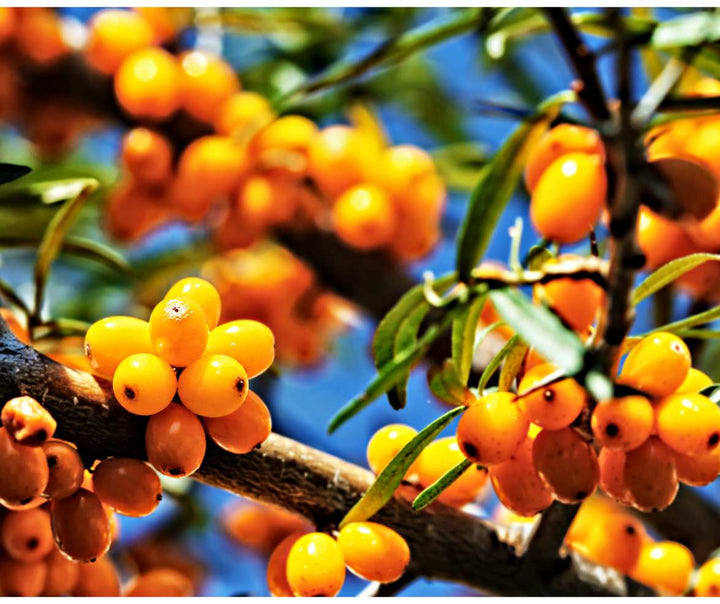 Seabuckthorn rich antioxidant skin repair