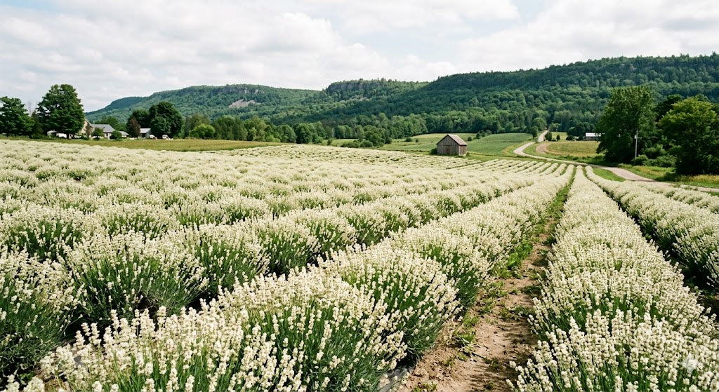 Melissa white lavender fields at Fennario Meadows, Glen Huron, Ontario — Terre Bleu heritage cultivar