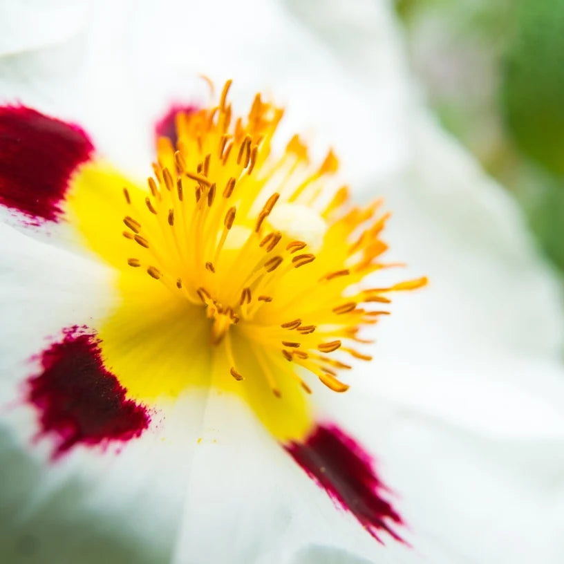 Labdanum flower in bloom