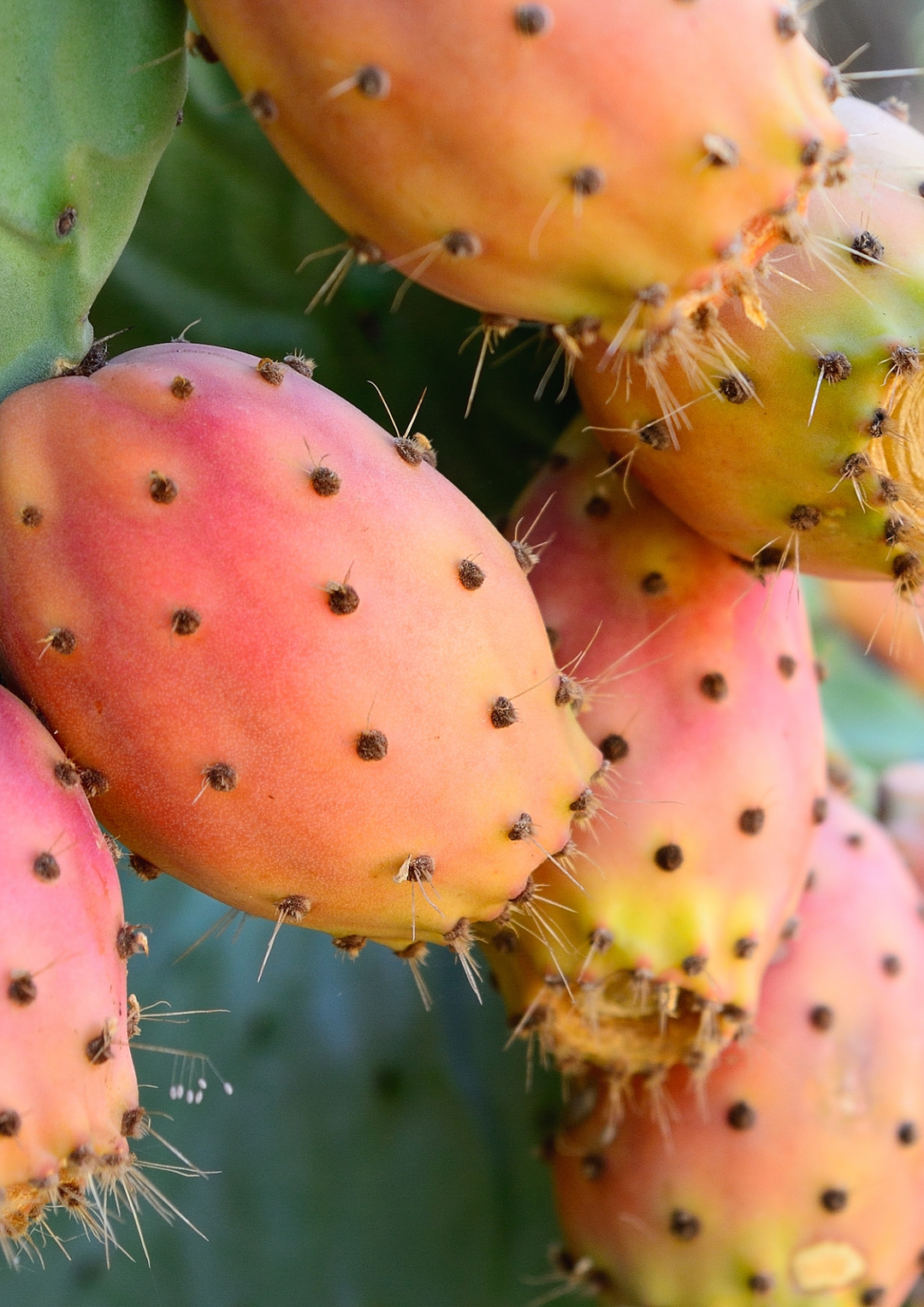 prickly pear oily skin acne rosace linoeic and oleic acids vitamin c and k